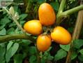 Peach Tomato, Orinoko Apple